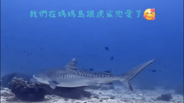 我們在媽媽島跟鯊魚戀愛了♥️♥️♥️
