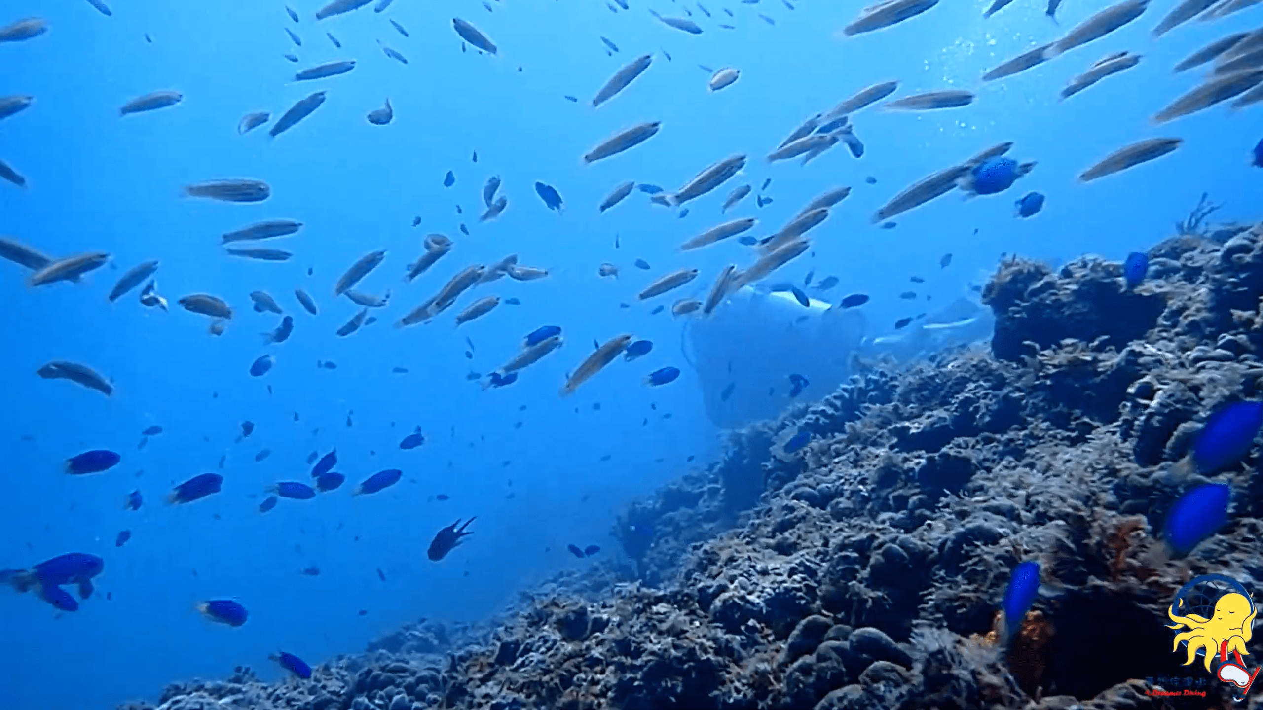 【夢想家日常】東北角體驗潛水+烤肉趴~能見度10米~魚超多超美