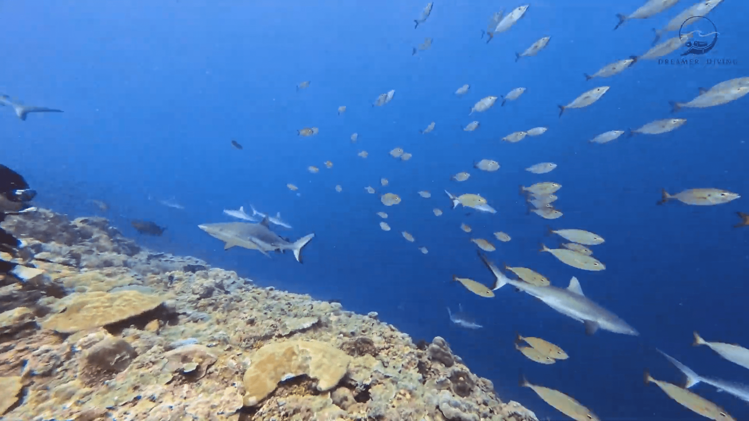 【夢想家日常】鯊魚獵食震撼場面！